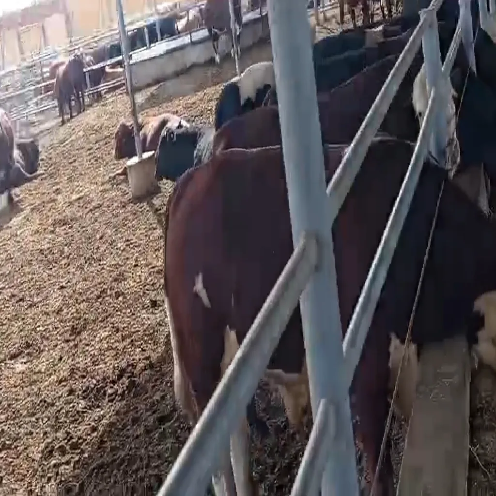 مشروع جديد (27)