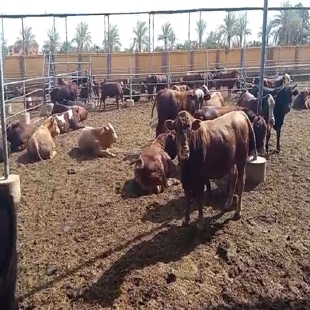 مشروع جديد (29)